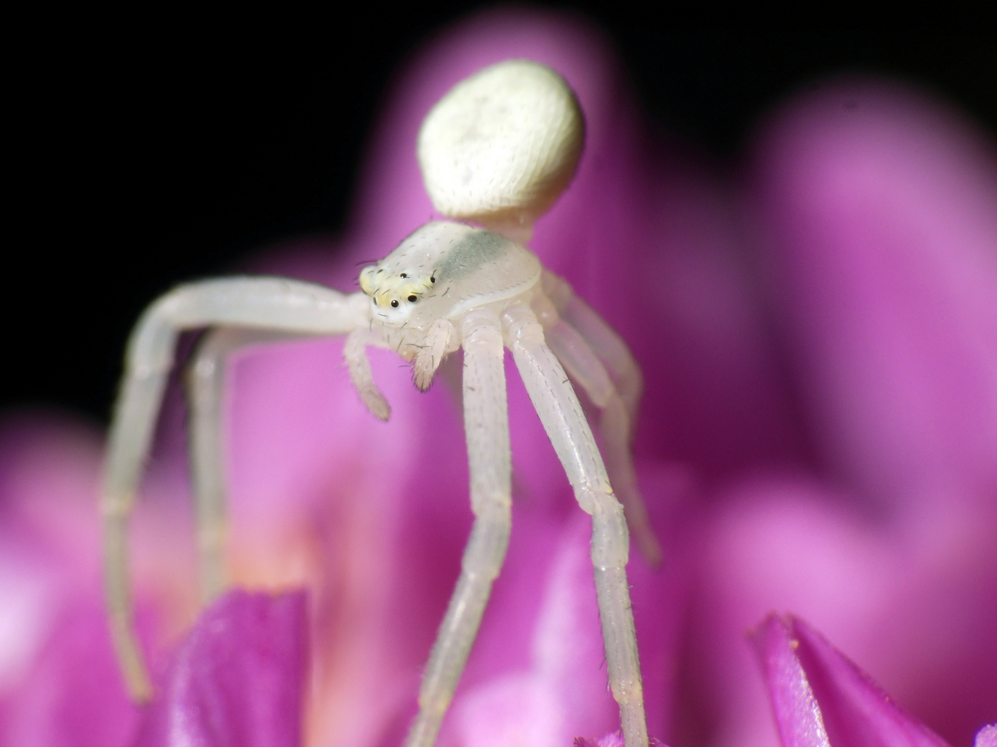 Krabbenspinne im Blütenansitz