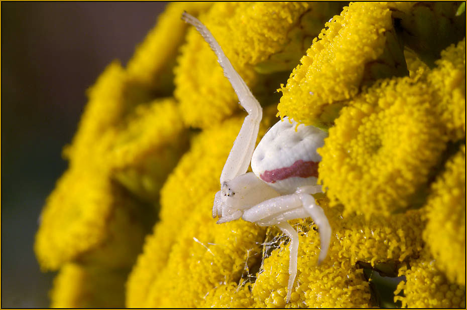 Krabbenspinne im gelben Rainfarn (Tanacetum vulgare).