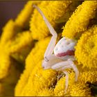 Krabbenspinne im gelben Rainfarn (Tanacetum vulgare).