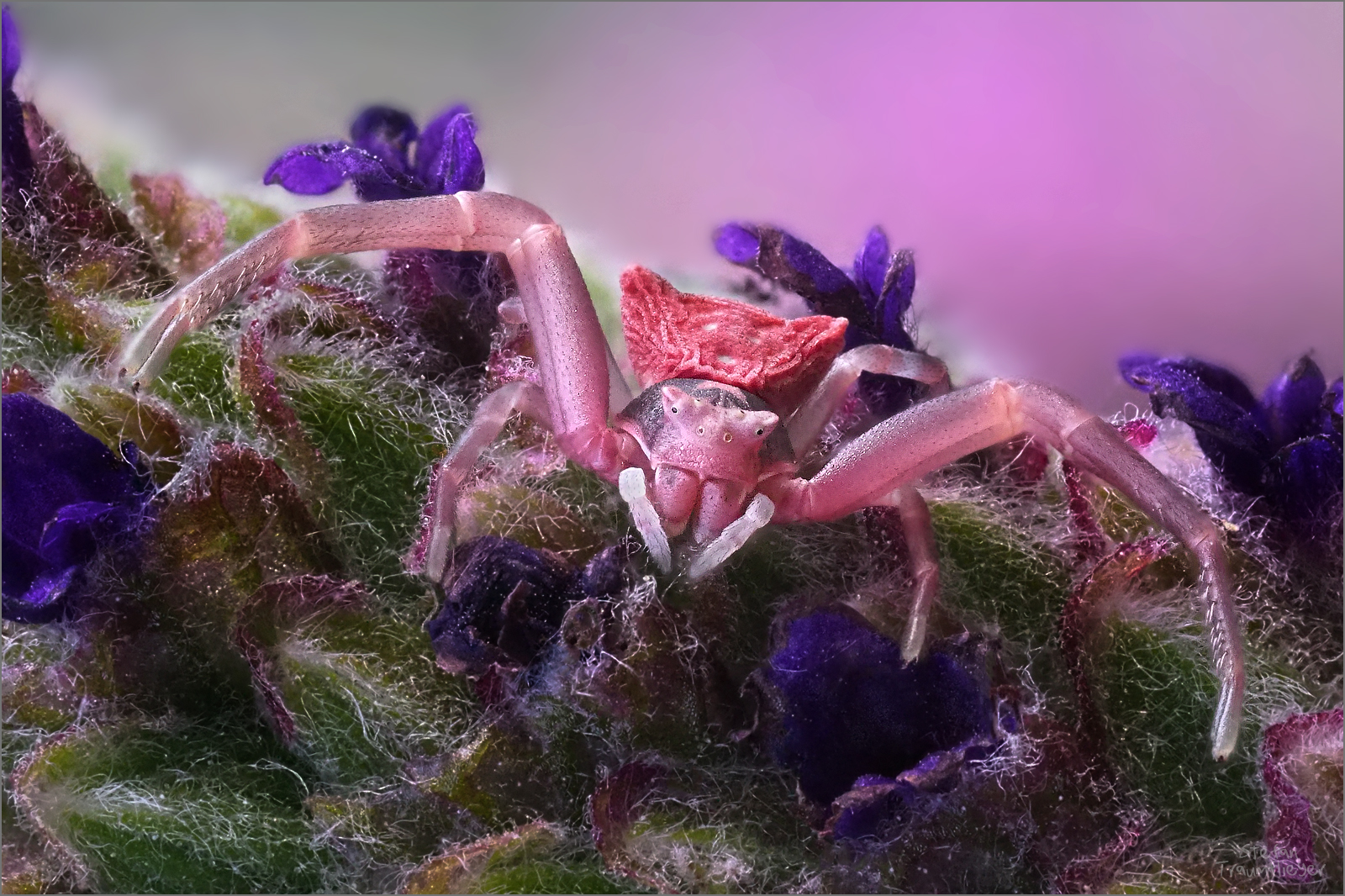 Krabbenspinne im Lavendel