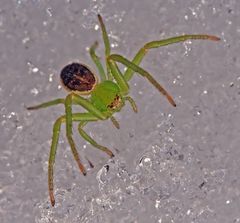 Krabbenspinne im Schnee