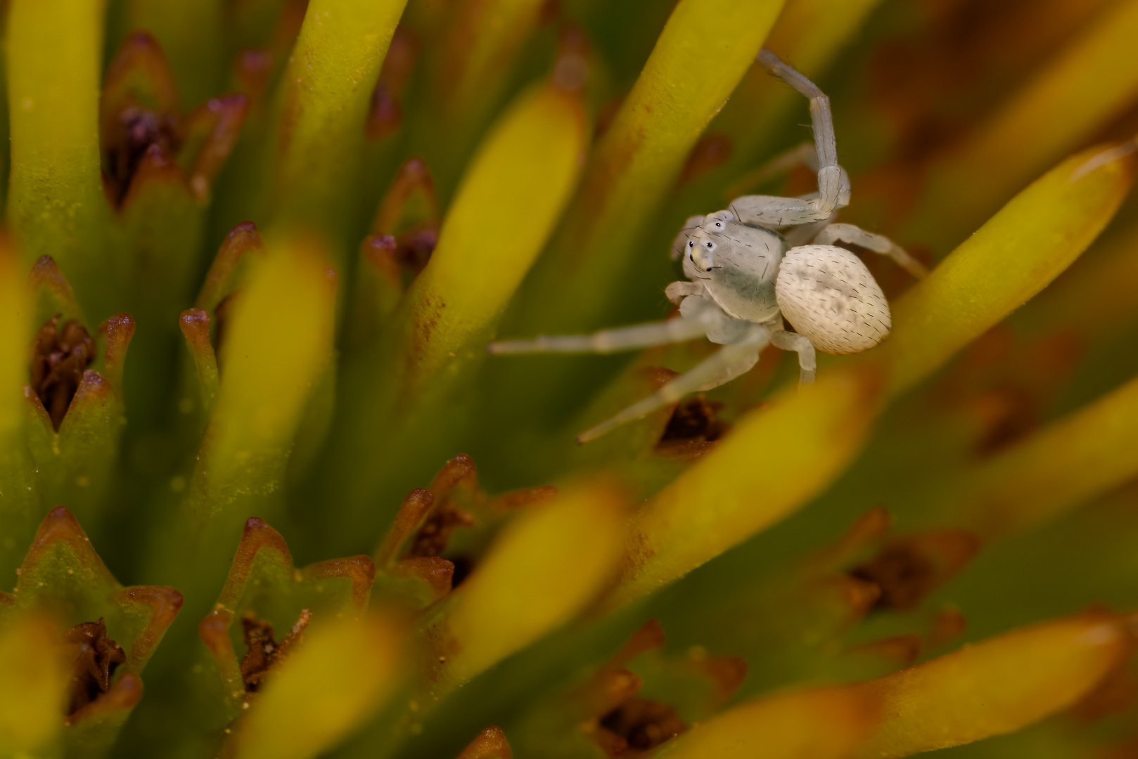 Krabbenspinne im Sonnenhut