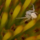 Krabbenspinne im Sonnenhut