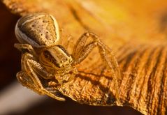 Krabbenspinne in der Abendsonne