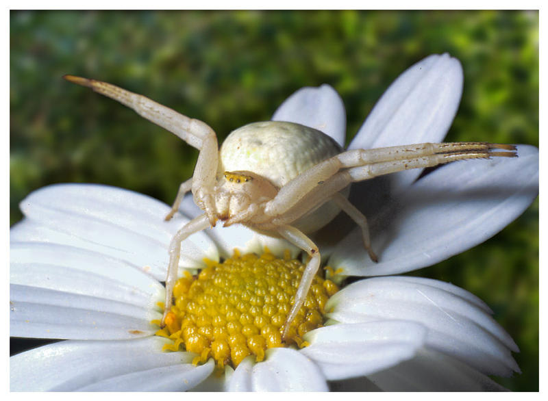 Krabbenspinne in Fanghaltung