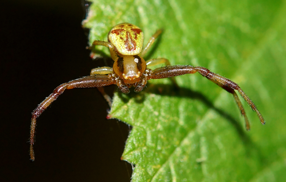 Krabbenspinne in Lauerstellung