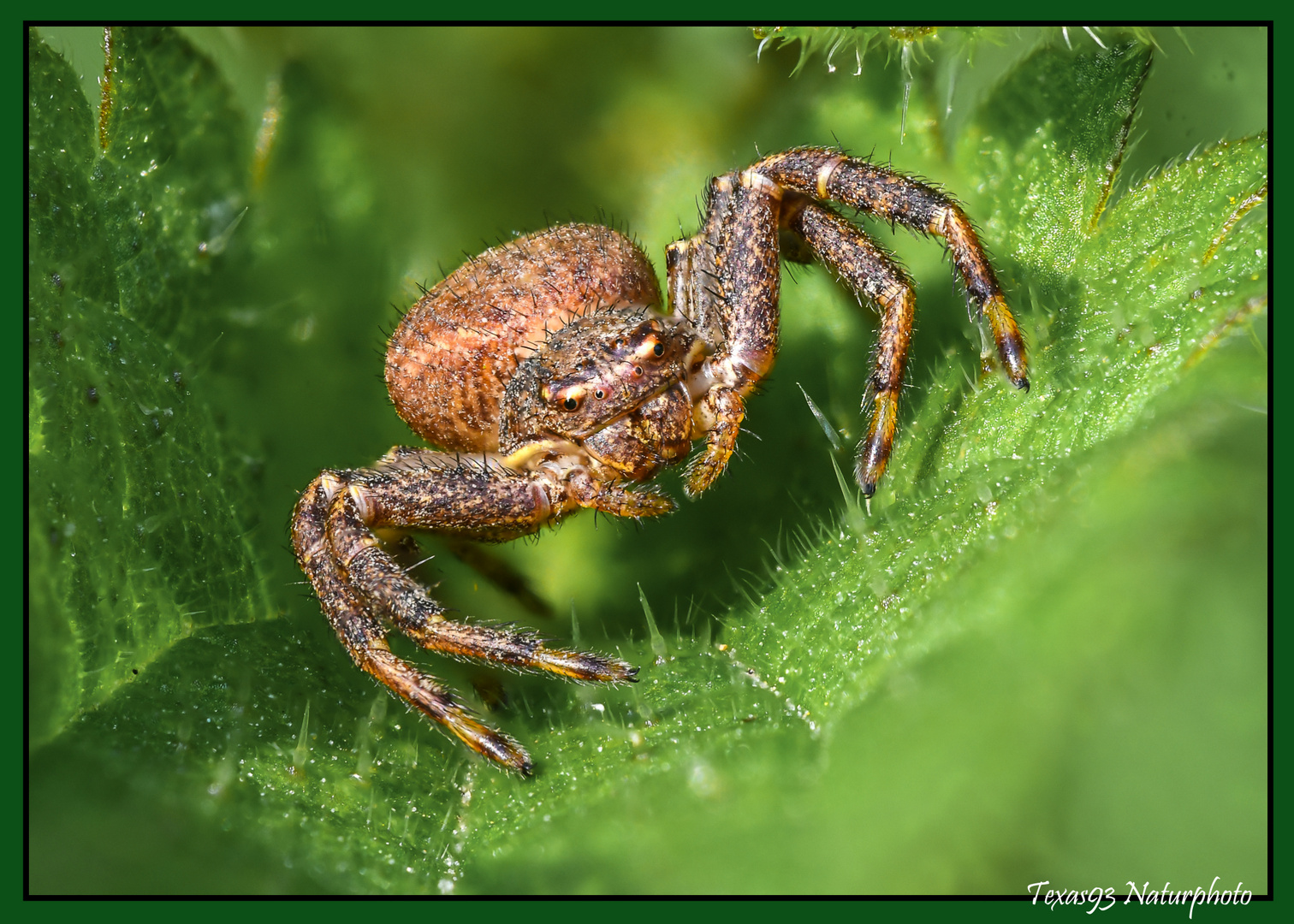 Krabbenspinne in Lauerstellung