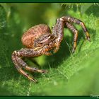 Krabbenspinne in Lauerstellung