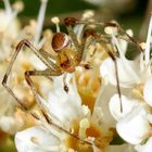 Krabbenspinne in toller Tarnung...