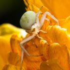 Krabbenspinne in Tulpe