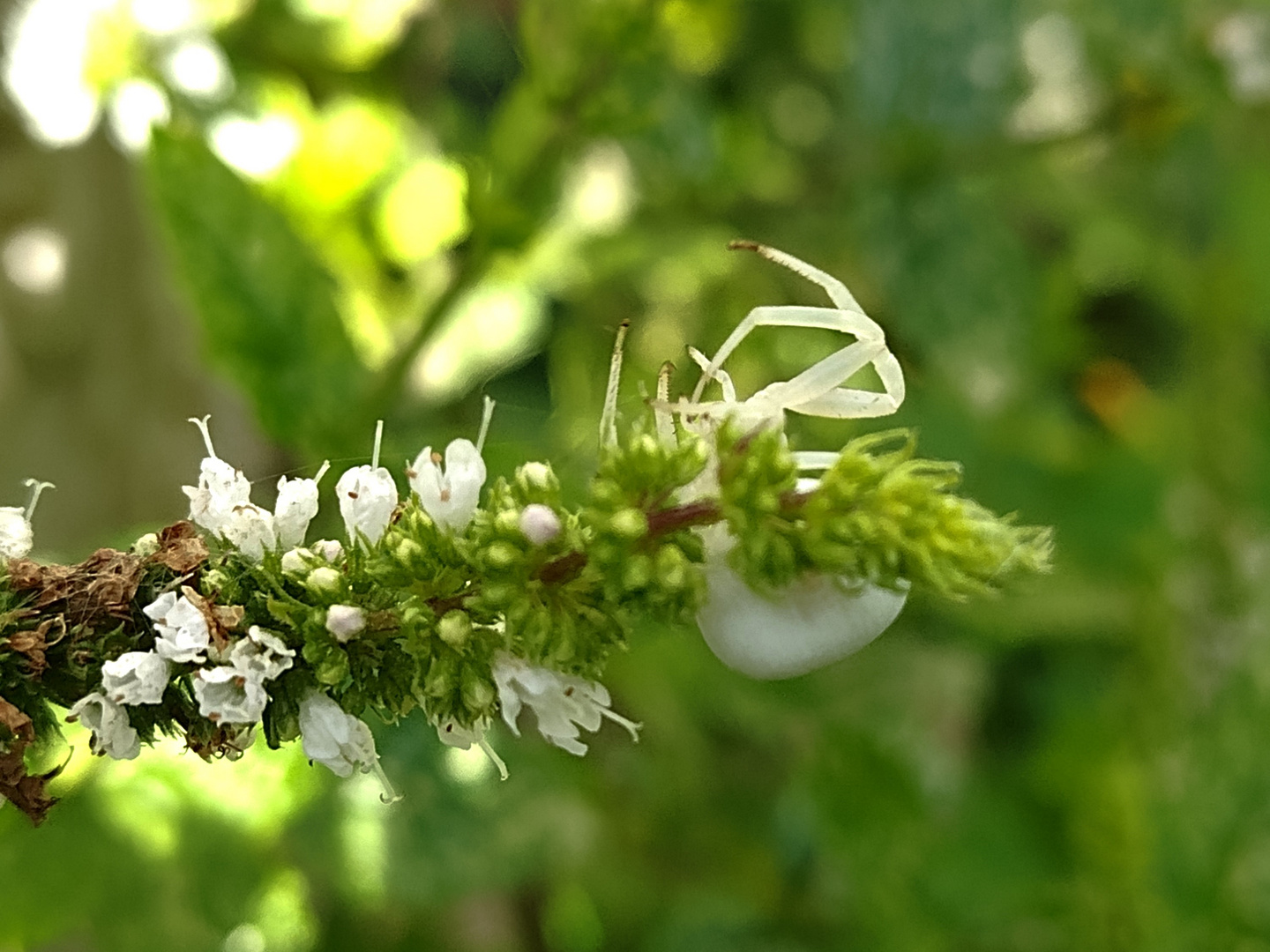 Krabbenspinne in weiß.