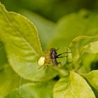 Krabbenspinne ladet Fliege zur Mahlzeit ein...