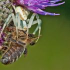 Krabbenspinne lädt zum Festmahl...