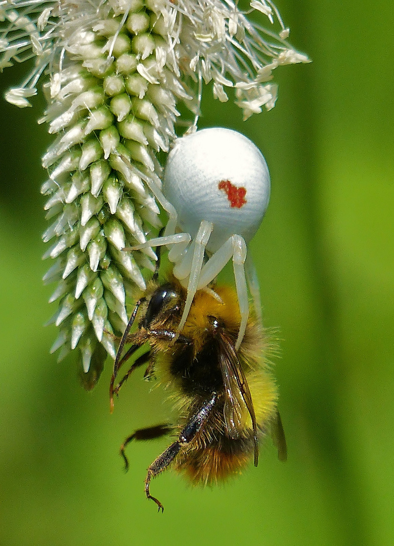 Krabbenspinne macht Beute