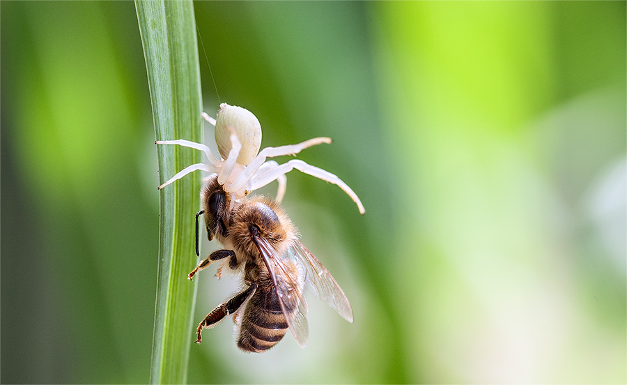 Krabbenspinne macht großen Fang