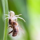 Krabbenspinne macht großen Fang