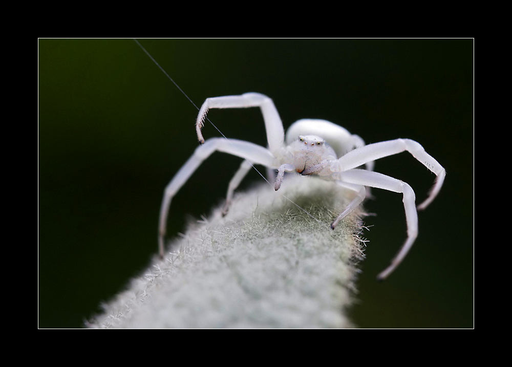 Krabbenspinne mal anders