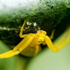 Krabbenspinne Misumena vatia