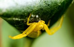 Krabbenspinne Misumena vatia