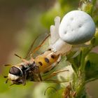 Krabbenspinne (Misumena vatia) beim verspeisen einer Schwebfliege