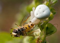 Krabbenspinne (Misumena vatia) beim verspeisen einer Schwebfliege