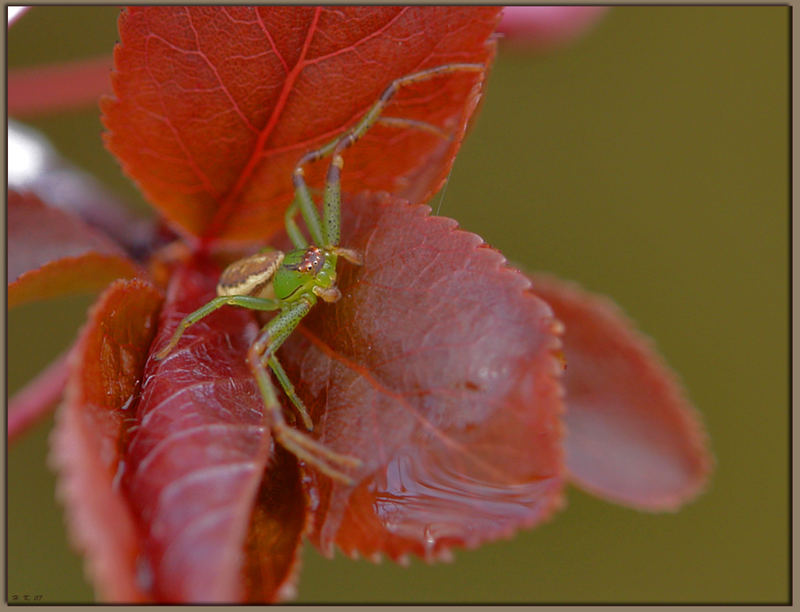 Krabbenspinne - Misumena vatia