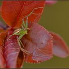 Krabbenspinne - Misumena vatia