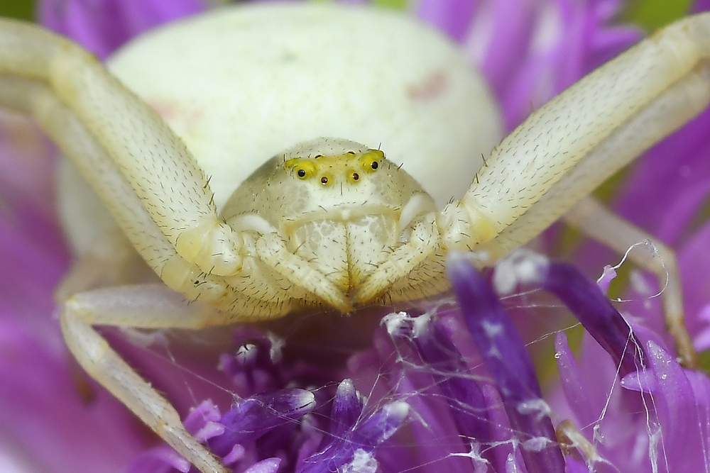 Krabbenspinne (Misumena vatia) Rundumblick