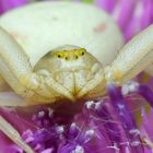 Krabbenspinne (Misumena vatia) Rundumblick