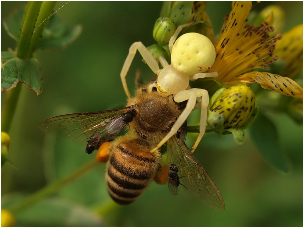 Krabbenspinne / Misumena vatia (Weibchen)