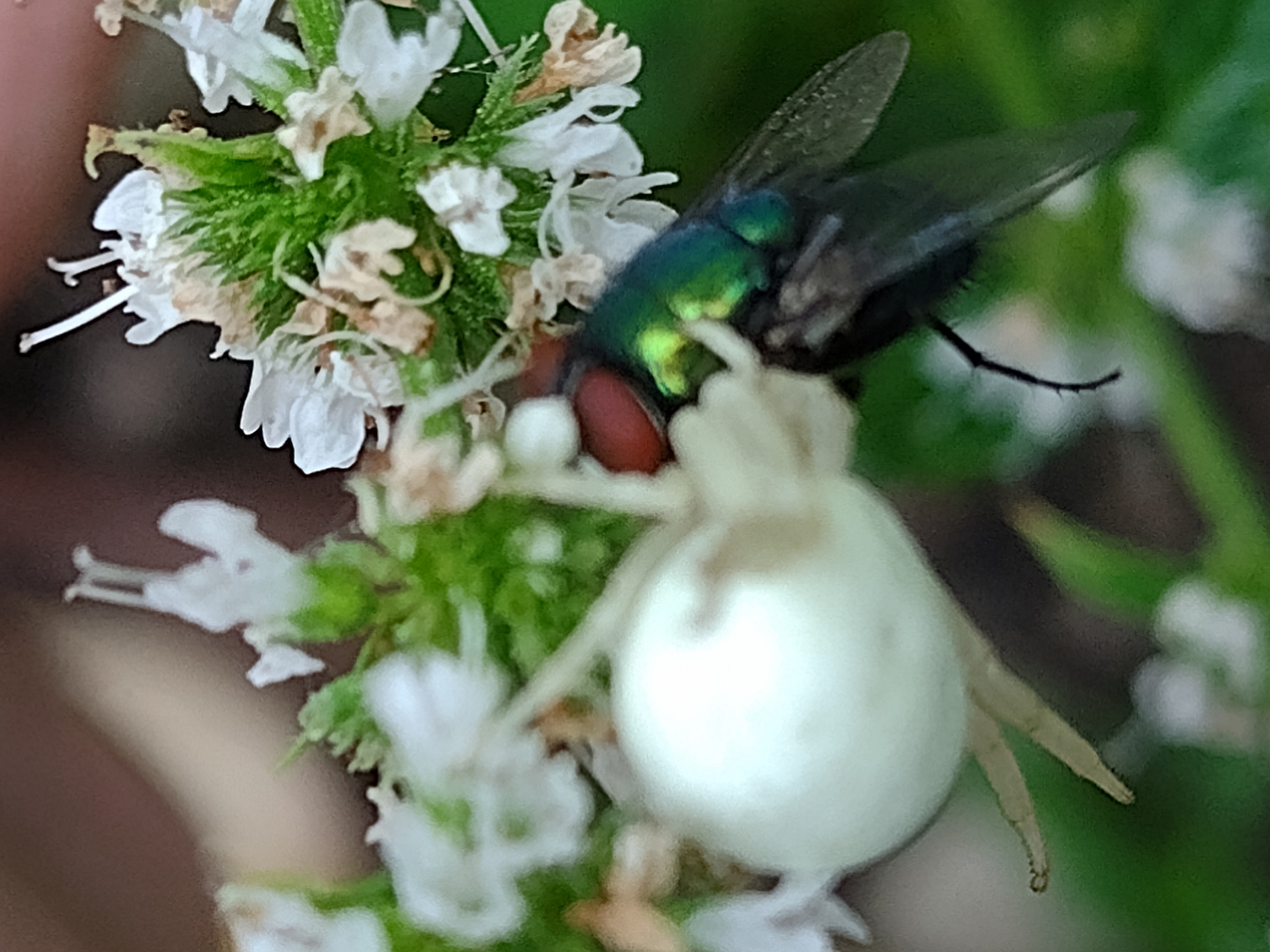 Krabbenspinne mit Beute