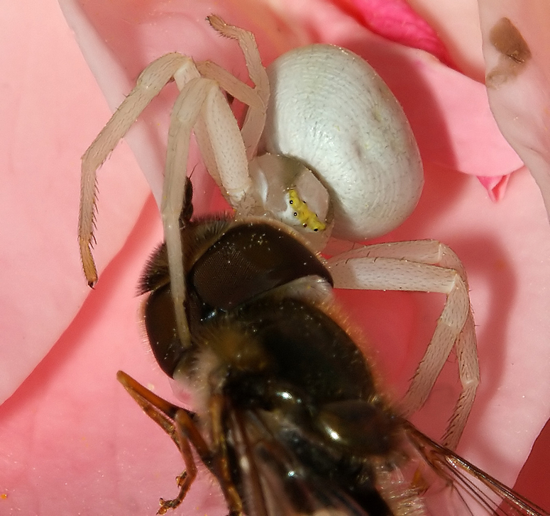 Krabbenspinne mit Beute