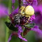 Krabbenspinne mit Beute