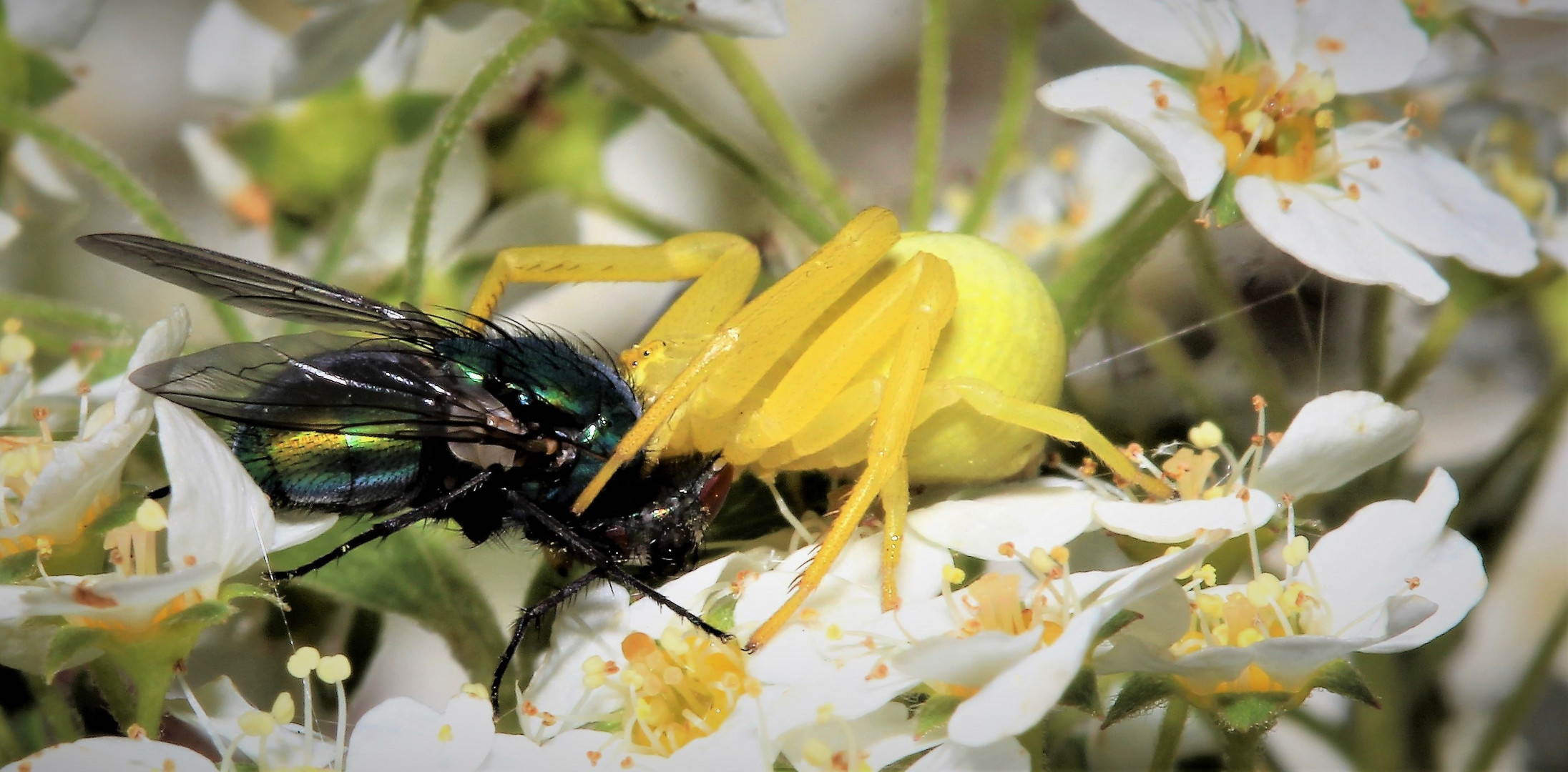 Krabbenspinne mit Beute