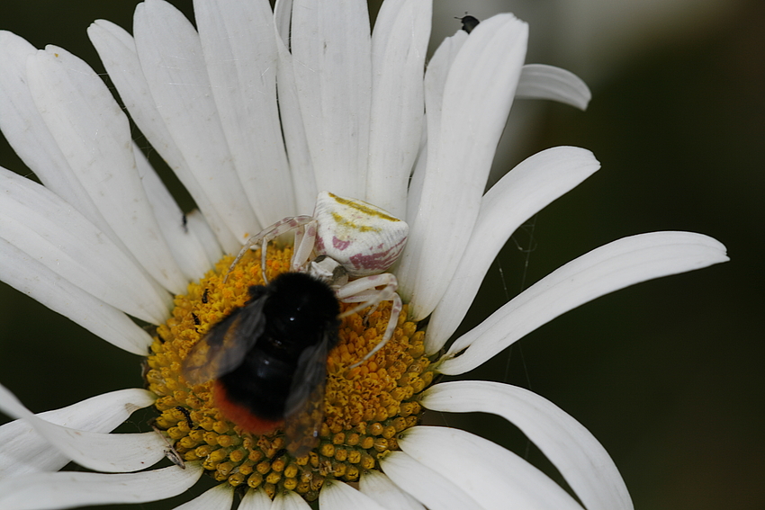 Krabbenspinne mit Beute