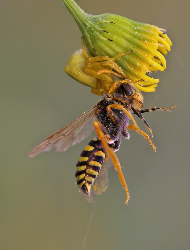 Krabbenspinne mit Beute