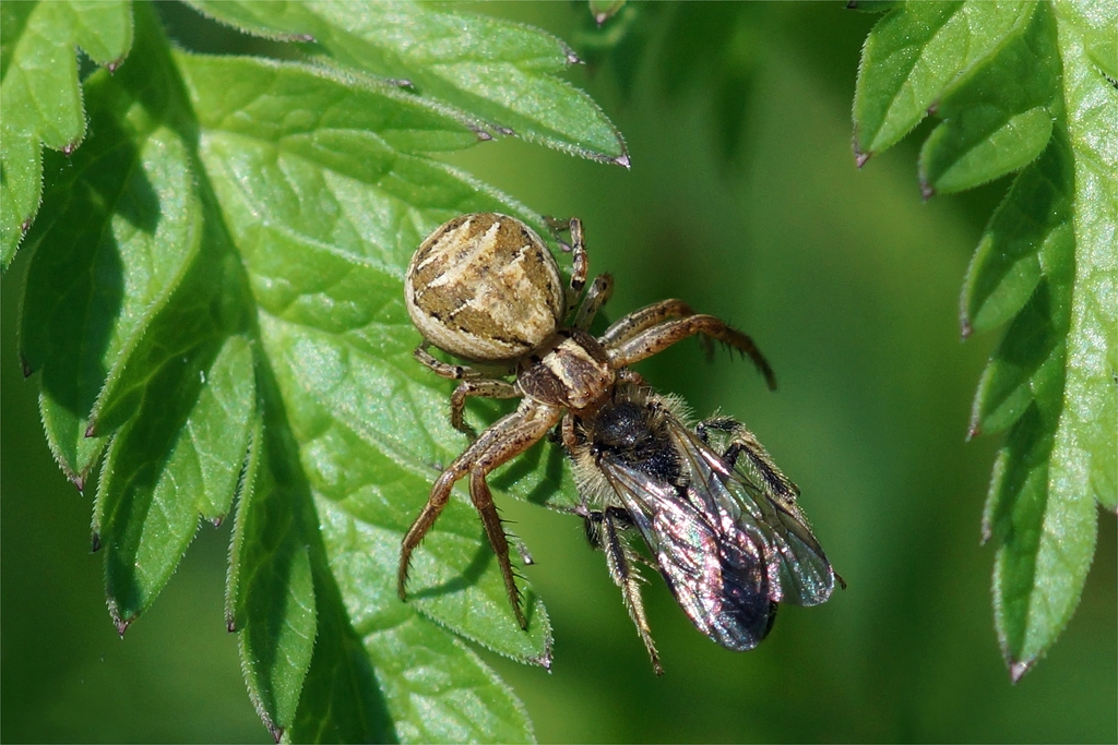 Krabbenspinne mit Beute