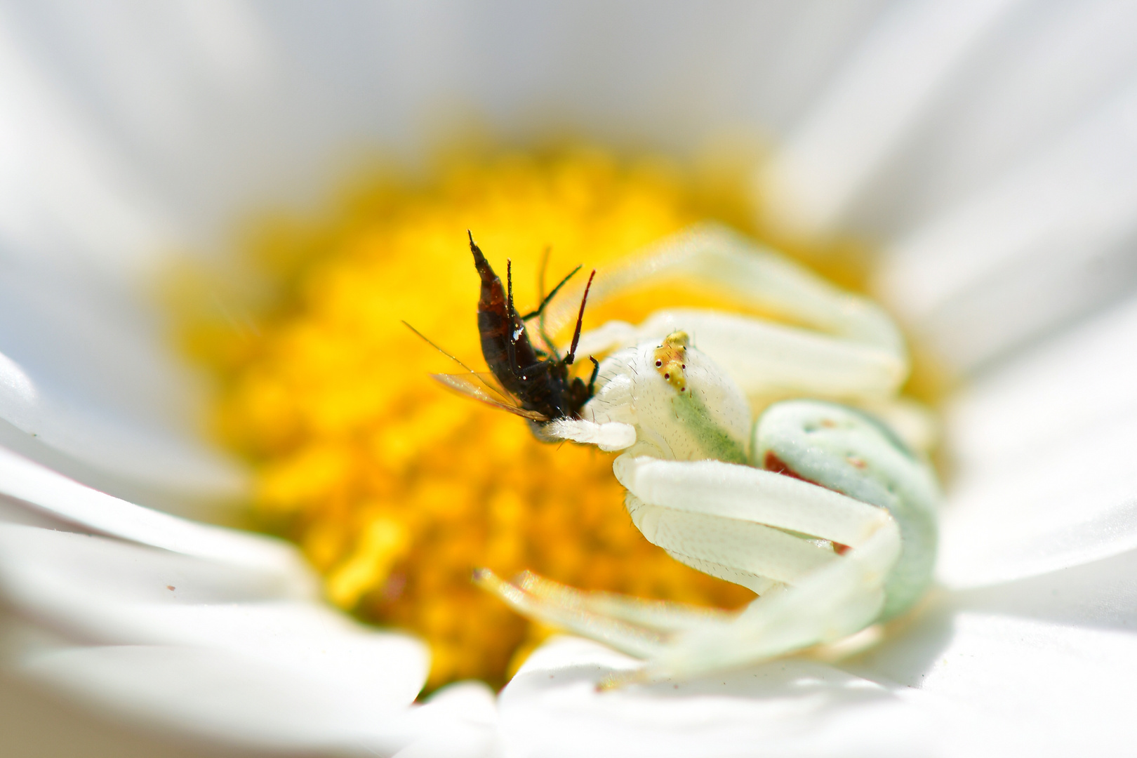 Krabbenspinne mit Beute.