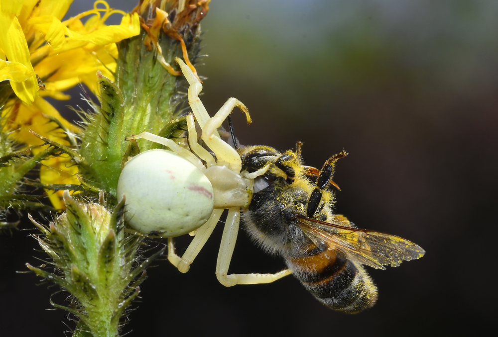 Krabbenspinne mit Beute