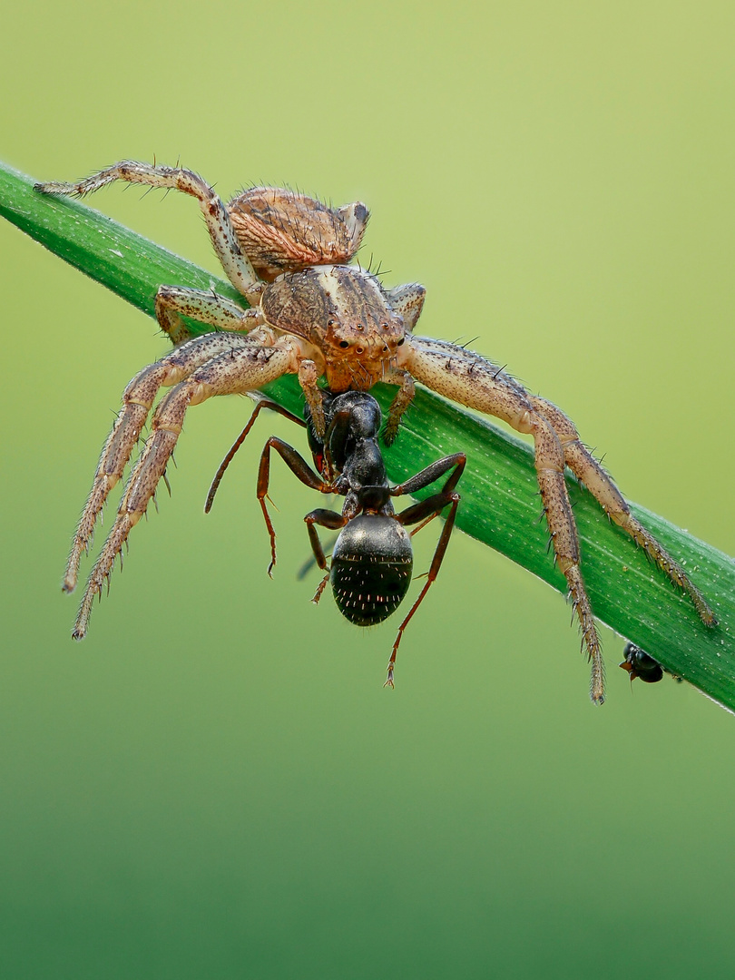 Krabbenspinne mit Beute