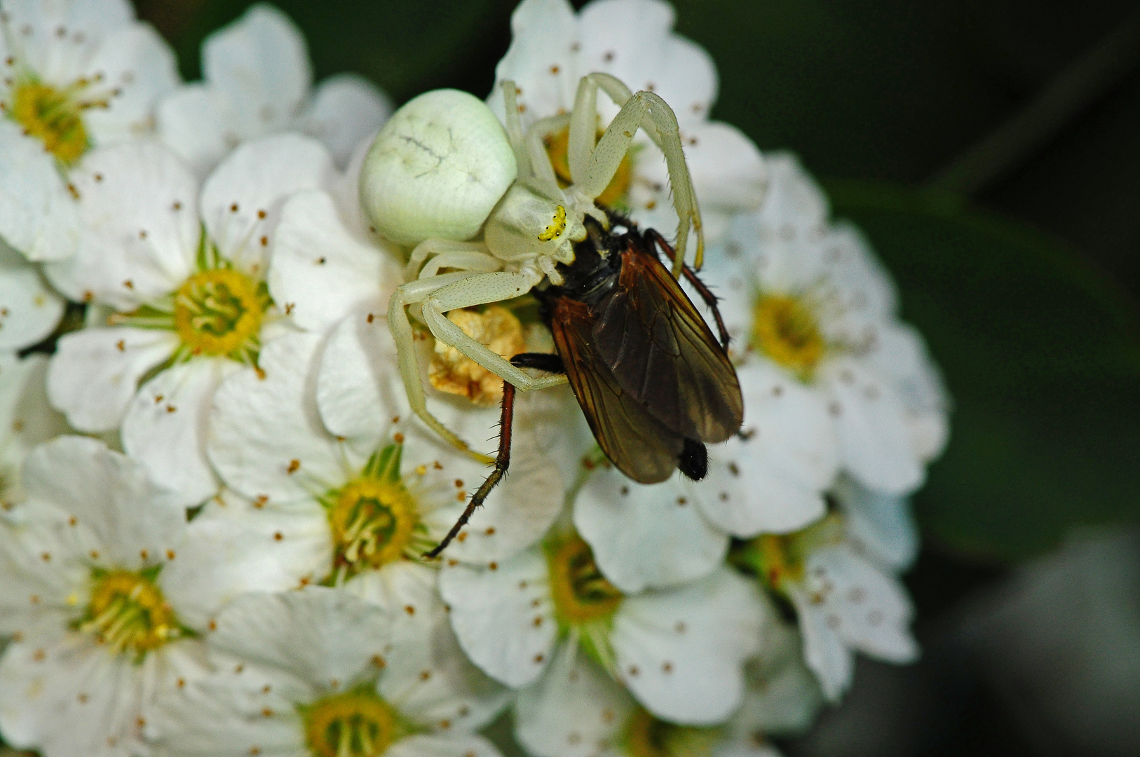 Krabbenspinne mit Beute