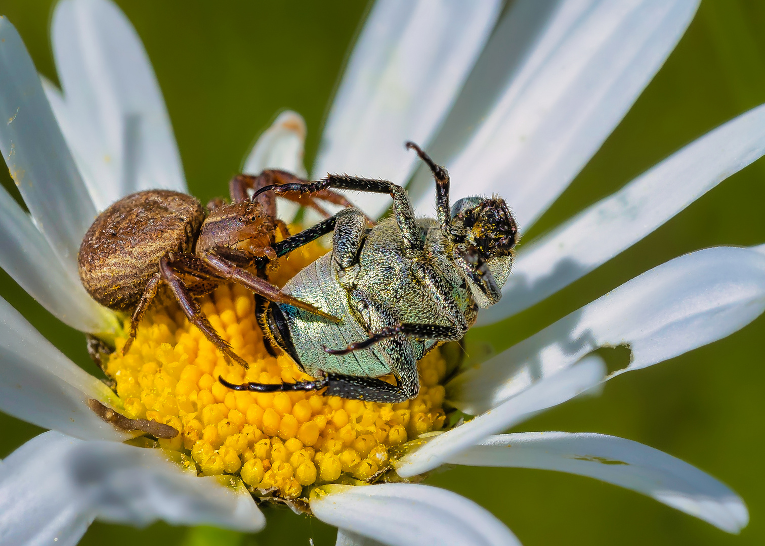 Krabbenspinne mit Beute