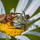 Krabbenspinne mit Beute