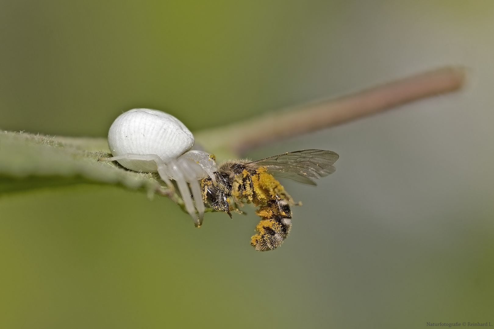 Krabbenspinne mit Beute