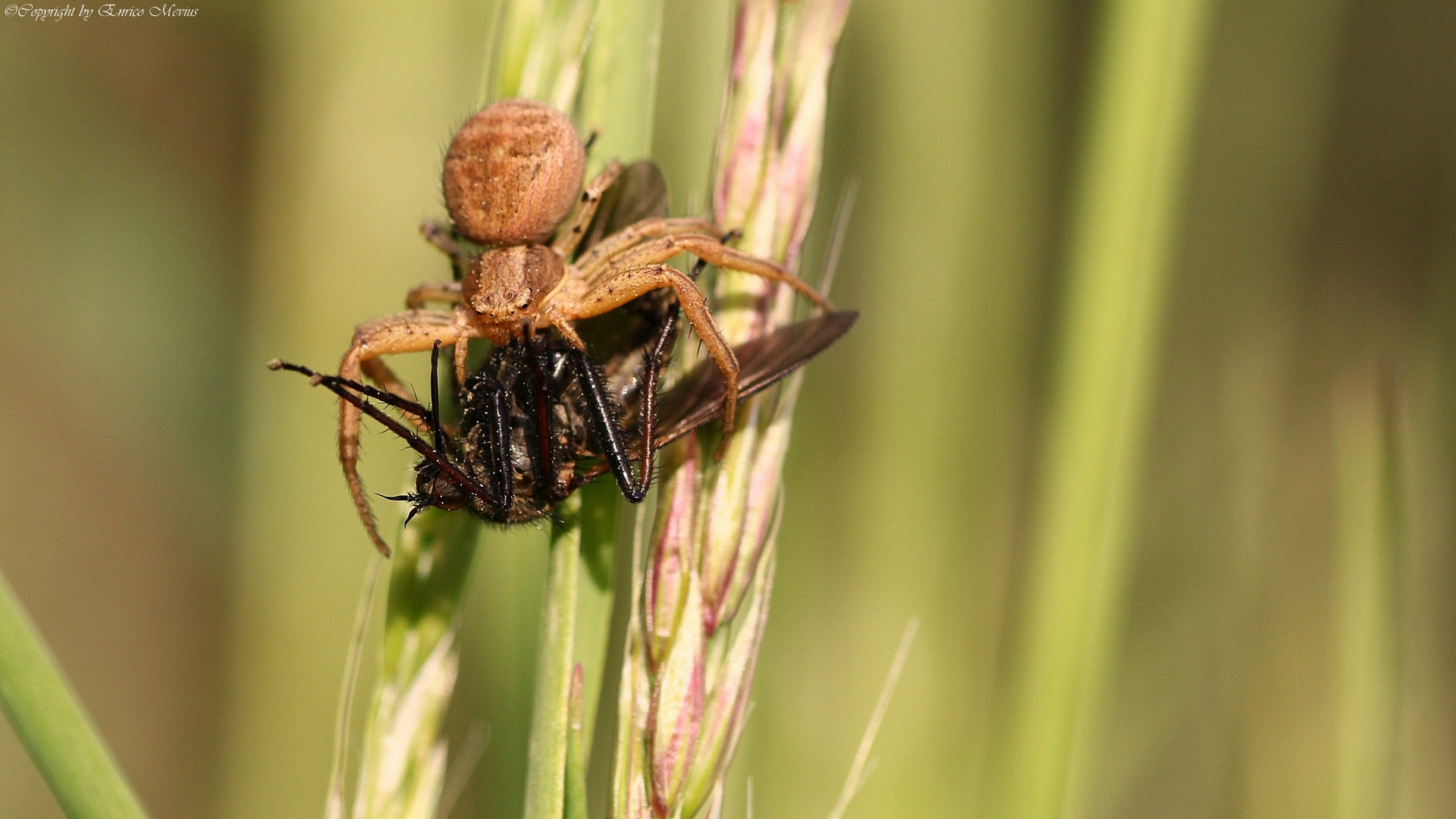 Krabbenspinne mit Beute