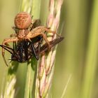 Krabbenspinne mit Beute