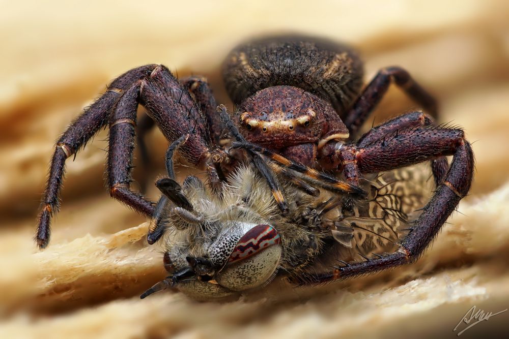 Krabbenspinne mit Beute