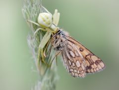 krabbenspinne mit beute