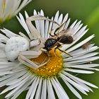 Krabbenspinne mit Beute