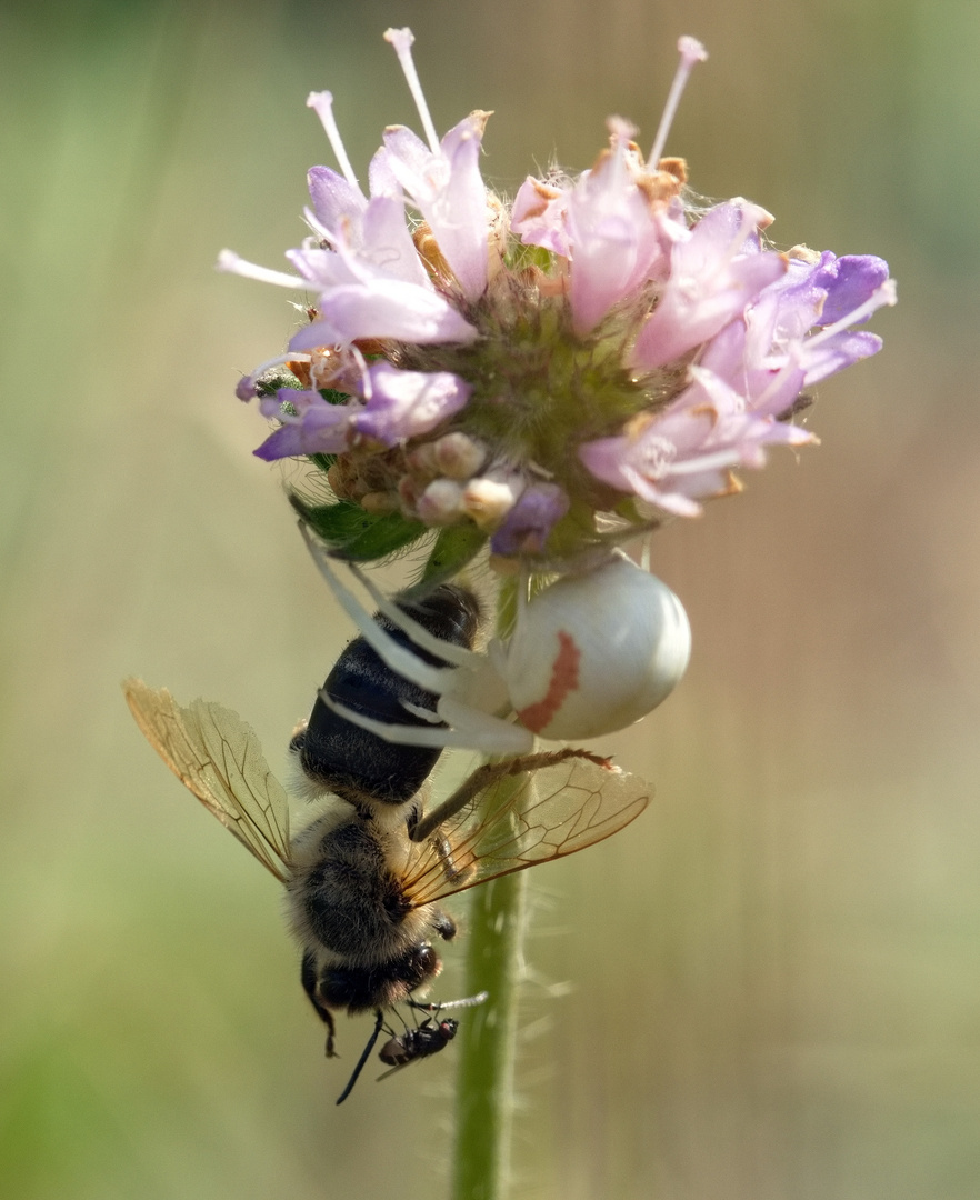 Krabbenspinne mit Beute